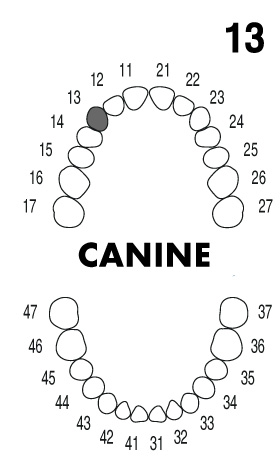 CANINE 1.3
