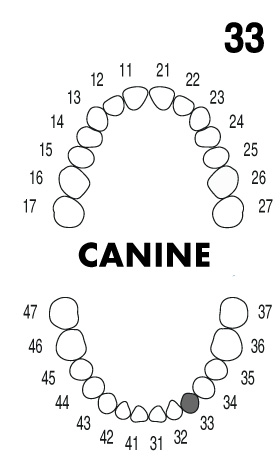 CANINE 3.3