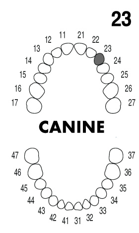 CANINE 2.3