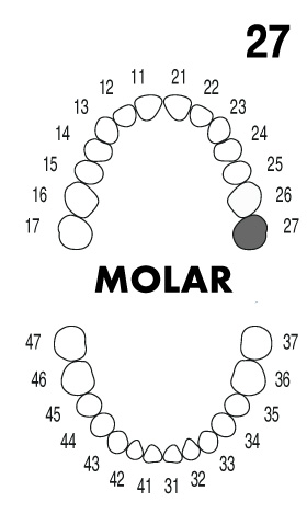 MOLAR 2.7