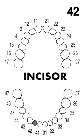 INCISOR 4.2