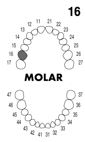 MOLAR 1.6