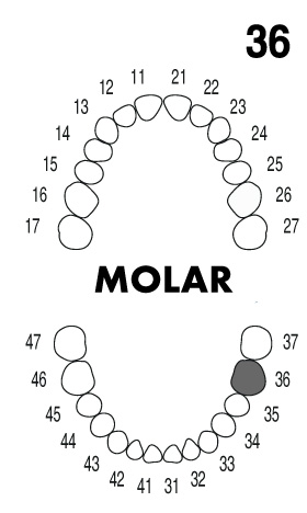 MOLAR 3.6