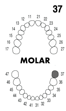 MOLAR 3.7