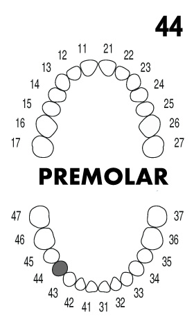 PREMOLAR 4.4